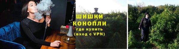 прущие грибы Богданович